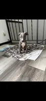 Cairo , a male American Pit Bull Terrier for sale in Minneapolis, MN – 1 of 2