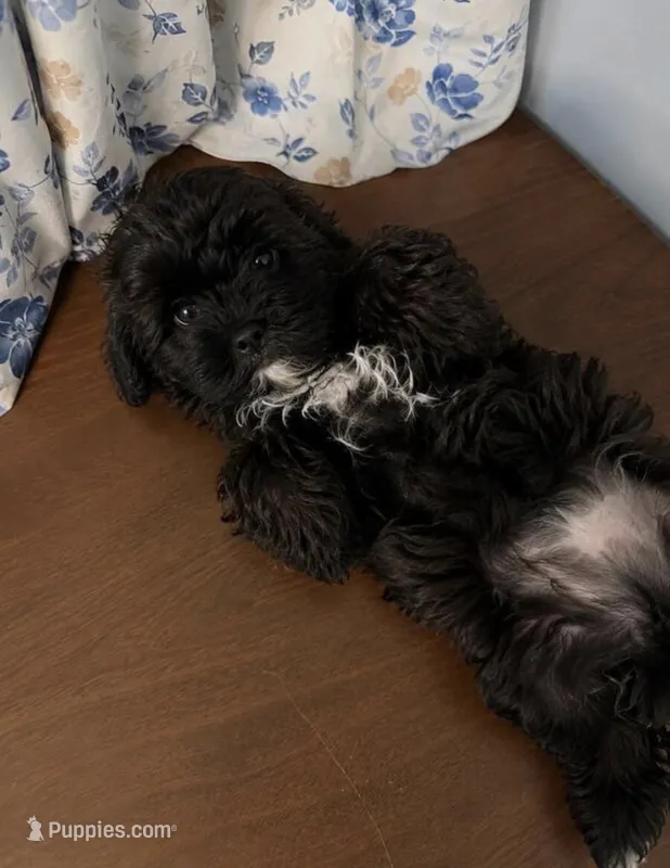 Betsy  – Shih Tzu puppy for sale in Minneapolis, MN
