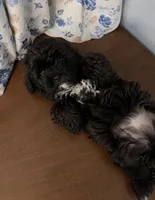 Betsy , a female Shih Tzu for sale in Minneapolis, MN – 1 of 1