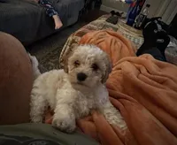 Draco , a male Cavapoo for sale in Minneapolis, MN – 1 of 1
