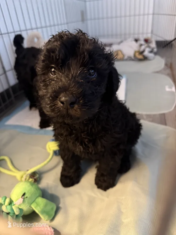 nova  – Cavapoo puppy for sale in Minneapolis, MN