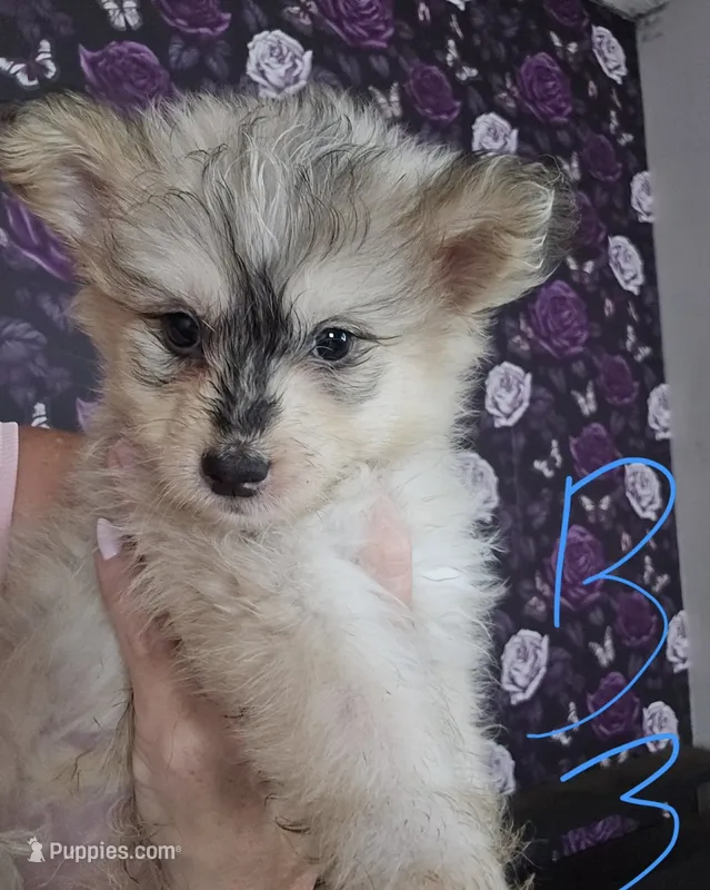 tyke  – Pomapoo puppy for sale in Minneapolis, MN