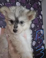 tyke , a male Pomapoo for sale in Minneapolis, MN – 1 of 1