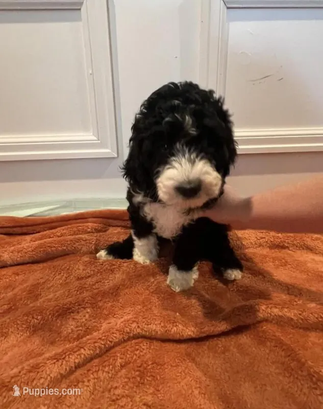 Kayda  – Goldendoodle puppy for sale in Minneapolis, MN