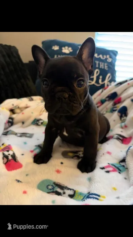 Khalesi  – French Bulldog puppy for sale in Minneapolis, MN