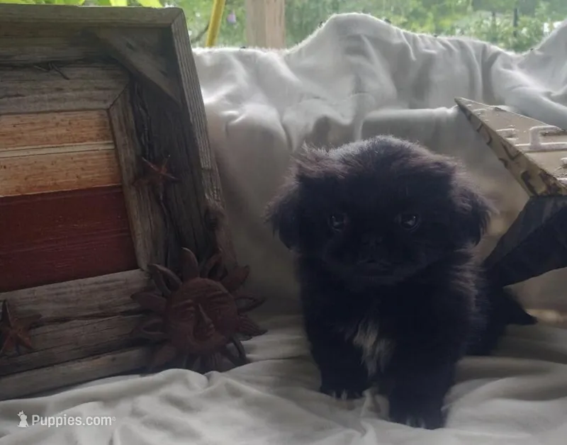 Baloo – Pekingese puppy for sale in Minneapolis, MN