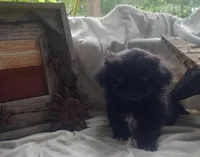Baloo, a male Pekingese for sale in Minneapolis, MN – 1 of 1