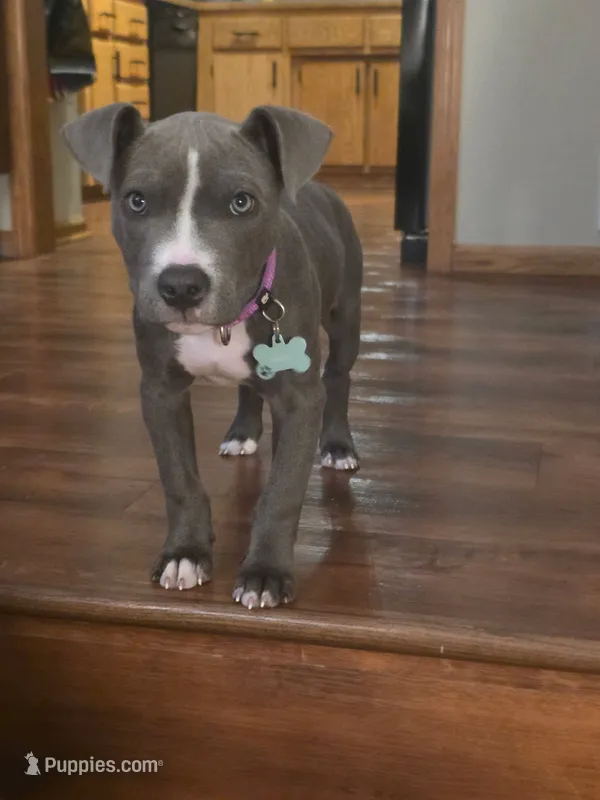 Mabel  – American Pit Bull Terrier puppy for sale in Minneapolis, MN