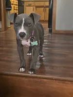 Mabel , a female American Pit Bull Terrier for sale in Minneapolis, MN – 1 of 1