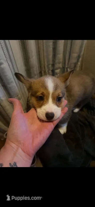 Tootsie – Pembroke Welsh Corgi puppy for sale in Minneapolis, MN