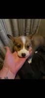 Tootsie, a female Pembroke Welsh Corgi for sale in Minneapolis, MN – 1 of 1
