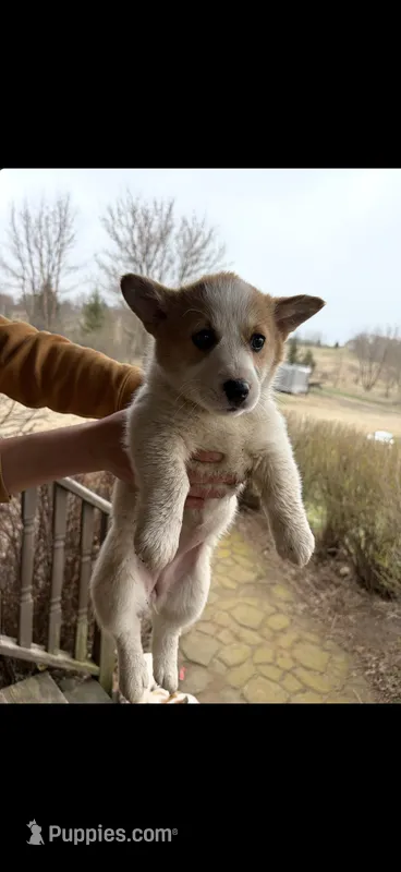 Betsy, a male Pembroke Welsh Corgi for sale in Minneapolis, MN – Photo 1 of 1