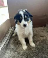 Cherry, a female Collie for sale in Minneapolis, MN – 1 of 1