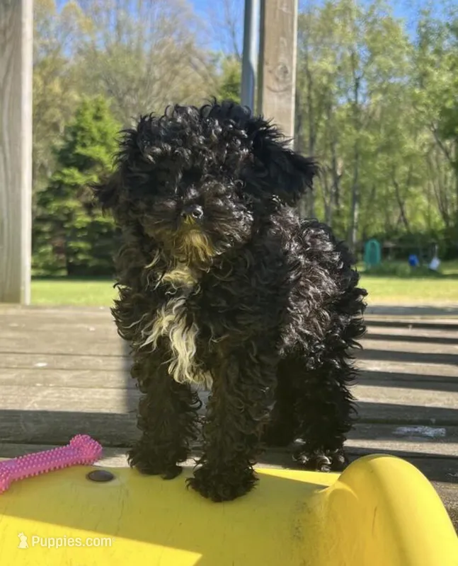 Monty  – Maltipoo puppy for sale in Minneapolis, MN