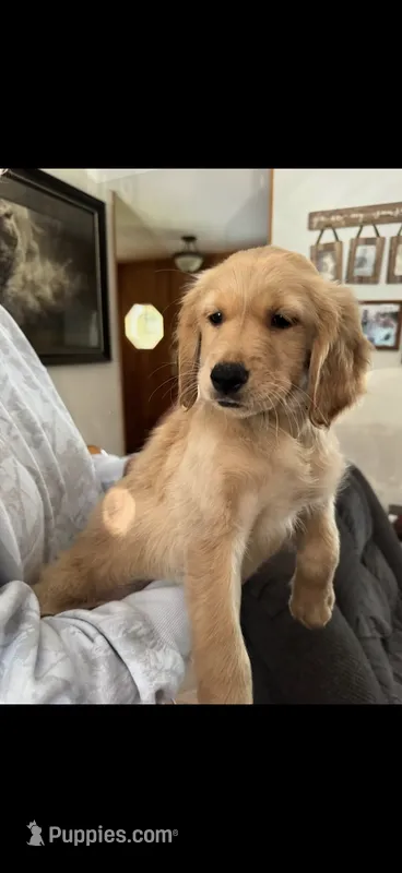 Reign – Golden Retriever puppy for sale in Minneapolis, MN