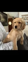 Reign, a female Golden Retriever for sale in Minneapolis, MN – 1 of 1