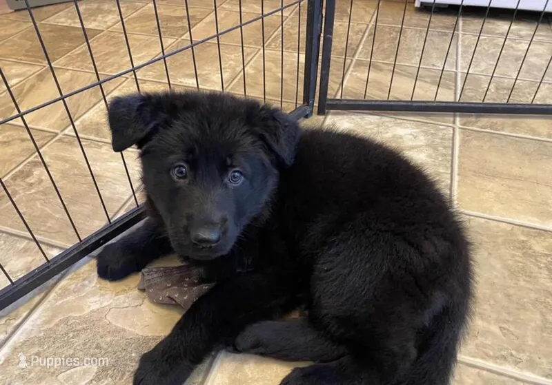Kahleesi  – German Shepherd Dog puppy for sale in Minneapolis, MN