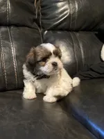 Tyson , a male Shih Tzu for sale in Minneapolis, MN – 2 of 4