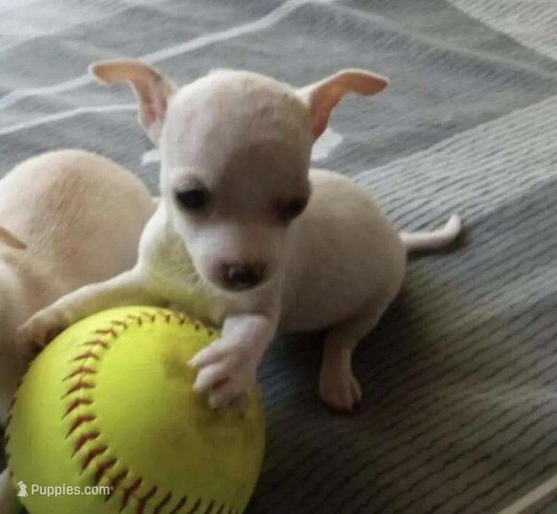 Castillo  – Chihuahua puppy for sale in Minneapolis, MN
