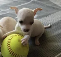 Castillo , a male Chihuahua for sale in Minneapolis, MN – 1 of 1