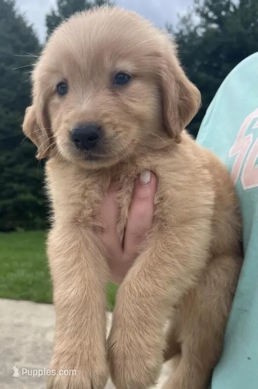Cyrus  – Golden Retriever puppy for sale in Minneapolis, MN