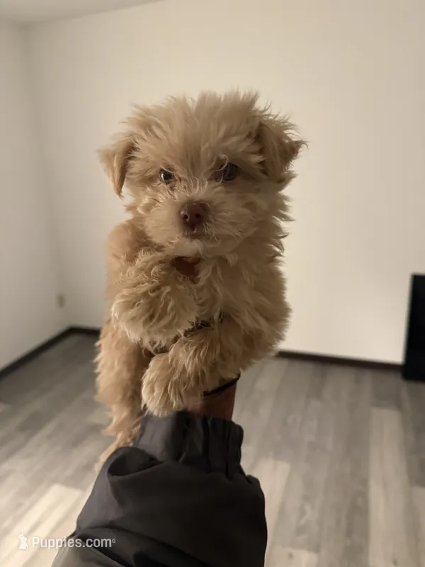 bubba – Havanese puppy for sale in Minneapolis, MN