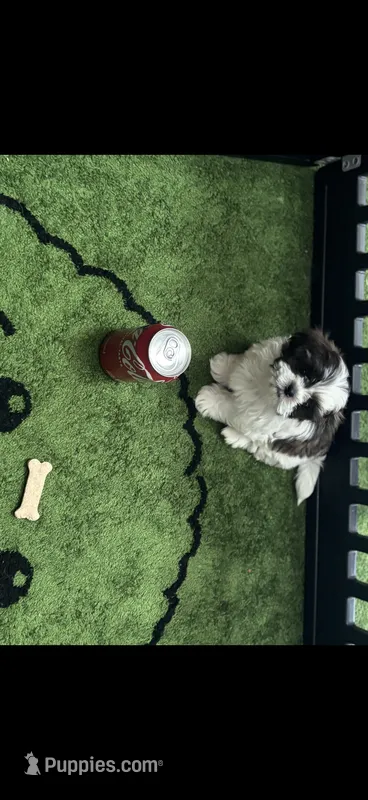 Graham  – Shih Tzu puppy for sale in Minneapolis, MN