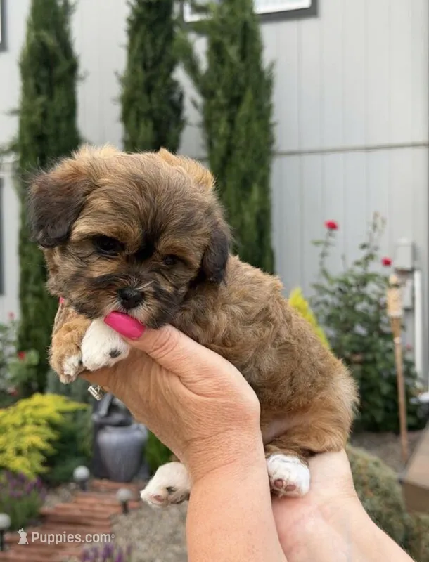 Wrangler  – Shih Tzu puppy for sale in Minneapolis, MN