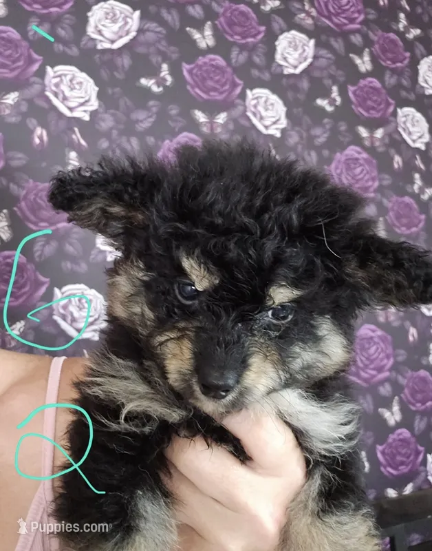 Lola – Pomapoo puppy for sale in Minneapolis, MN
