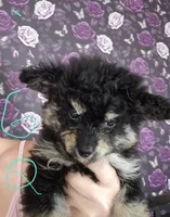 Lola, a female Pomapoo for sale in Minneapolis, MN – 1 of 1