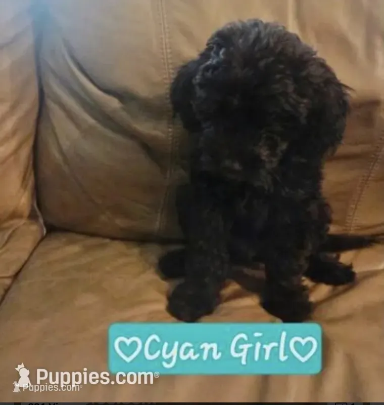 Eleanor  – Goldendoodle puppy for sale in Minneapolis, MN