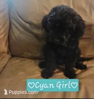 Eleanor , a female Goldendoodle for sale in Minneapolis, MN – 1 of 1