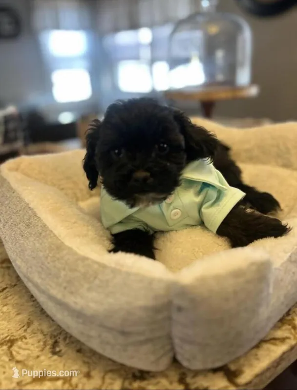 Fin – Maltipoo puppy for sale in Minneapolis, MN