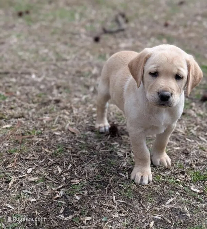 Randy – Labrador Retriever puppy for sale in Minneapolis, MN