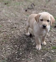Randy, a male Labrador Retriever for sale in Minneapolis, MN – 1 of 1
