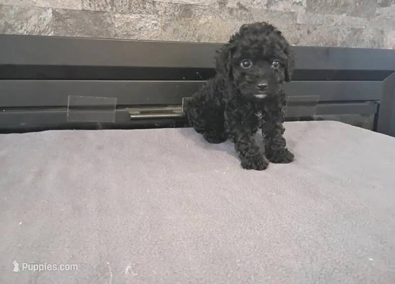 Marion  – Cavapoo puppy for sale in Minneapolis, MN