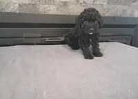 Marion , a male Cavapoo for sale in Minneapolis, MN – 1 of 1