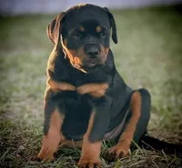 Athena *AKC registered*, a female Rottweiler for sale in Minneapolis, MN – 1 of 1