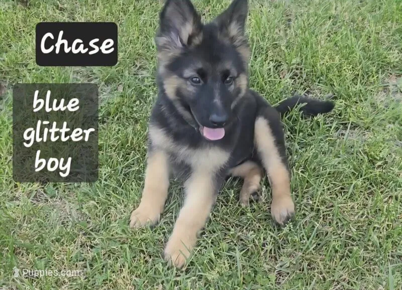 Cairo – German Shepherd Dog puppy for sale in Minneapolis, MN