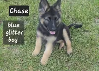 Cairo, a male German Shepherd Dog for sale in Minneapolis, MN – 1 of 1