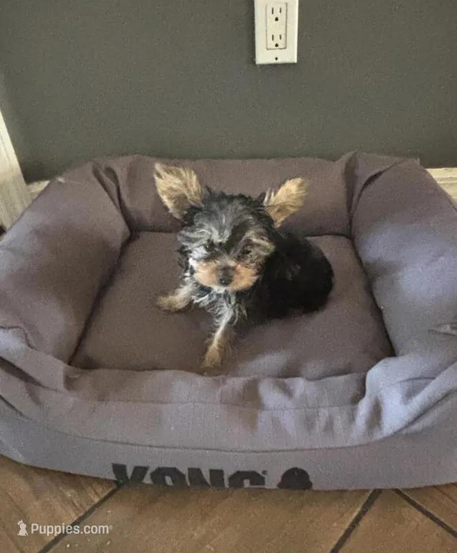Ace – Yorkshire Terrier puppy for sale in Minneapolis, MN