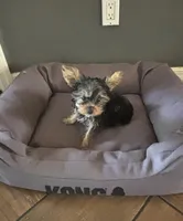 Ace, a male Yorkshire Terrier for sale in Minneapolis, MN – 1 of 1
