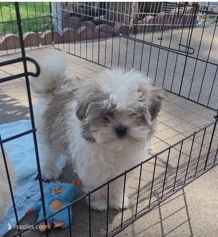 Mister Pete , a female Morkie for sale in Minneapolis, MN – 1 of 1