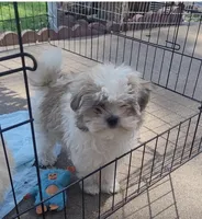 Mister Pete , a female Morkie for sale in Minneapolis, MN – 1 of 1