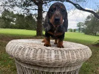 Lucky, a male Miniature Dachshund for sale in Dallas, TX – Photo 1 of 5