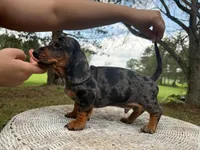 Lucky, a male Miniature Dachshund for sale in Dallas, TX – Photo 3 of 5