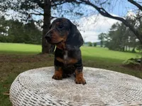 Lucky, a male Miniature Dachshund for sale in Dallas, TX – Photo 4 of 5