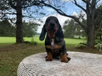 Lucky, a male Miniature Dachshund for sale in Dallas, TX – Photo 5 of 5