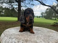 Lucky, a male Miniature Dachshund for sale in Dallas, TX – Photo 2 of 5