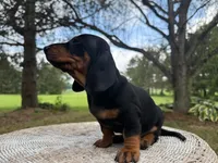 Larry, a male Miniature Dachshund for sale in Dallas, TX – Photo 2 of 5